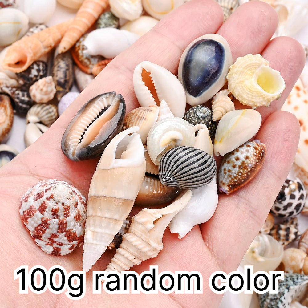 100g/Box Mixed Decorative Shell Set