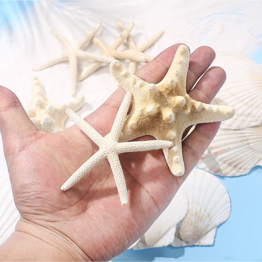 Natural Seashell and Starfish Mix