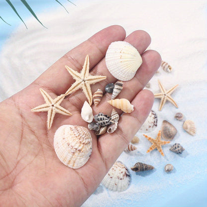 740-1000 pcs Mini Natural Seashells