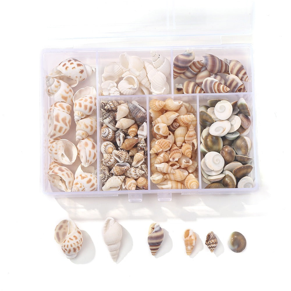 Natural Spiral Seashells for Crafts and Decoration