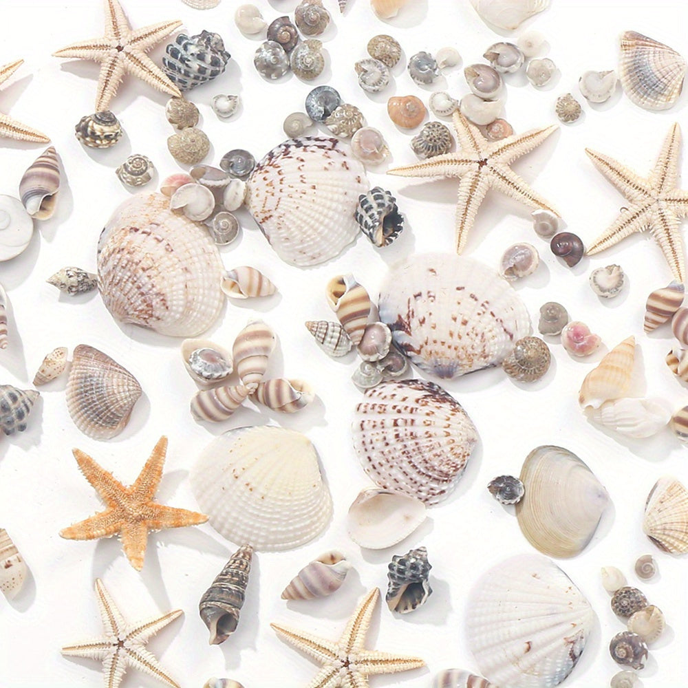 740-1000 pcs Mini Natural Seashells