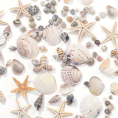 740-1000 pcs Mini Natural Seashells