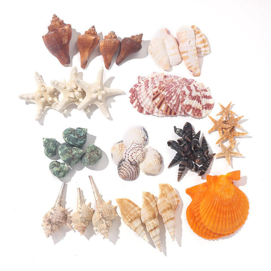 Natural Mixed Seashell and Starfish Set