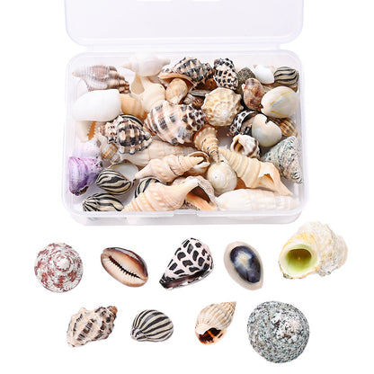 100g/Box Mixed Decorative Shell Set