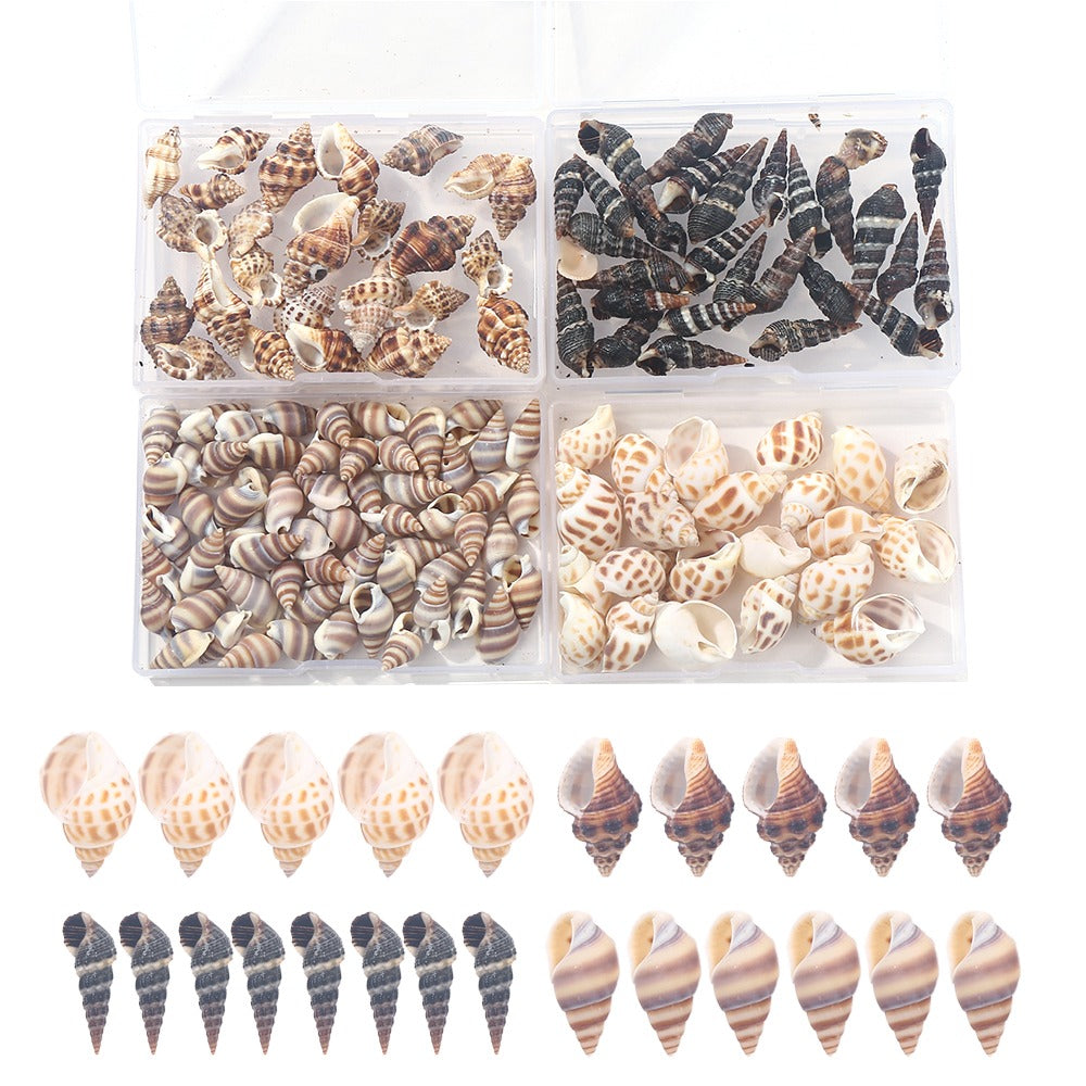 Natural Spiral Seashells for Crafts and Decoration
