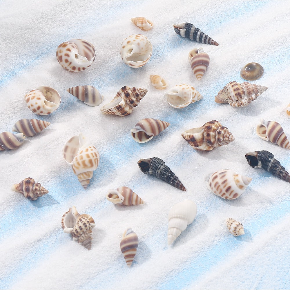 Natural Spiral Seashells for Crafts and Decoration
