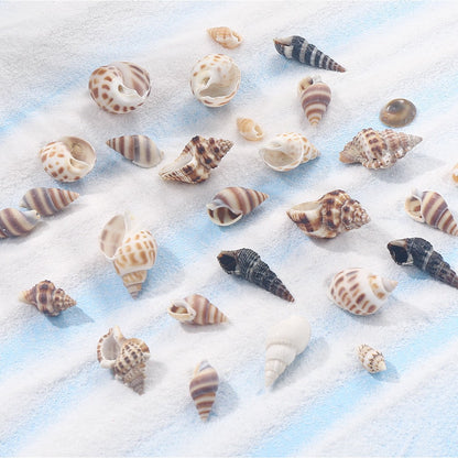 Natural Spiral Seashells for Crafts and Decoration