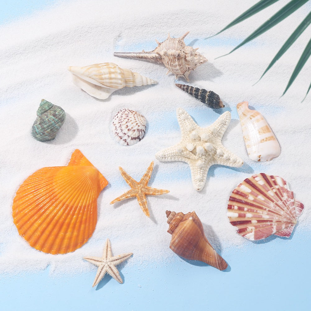 Natural Mixed Seashell and Starfish Set