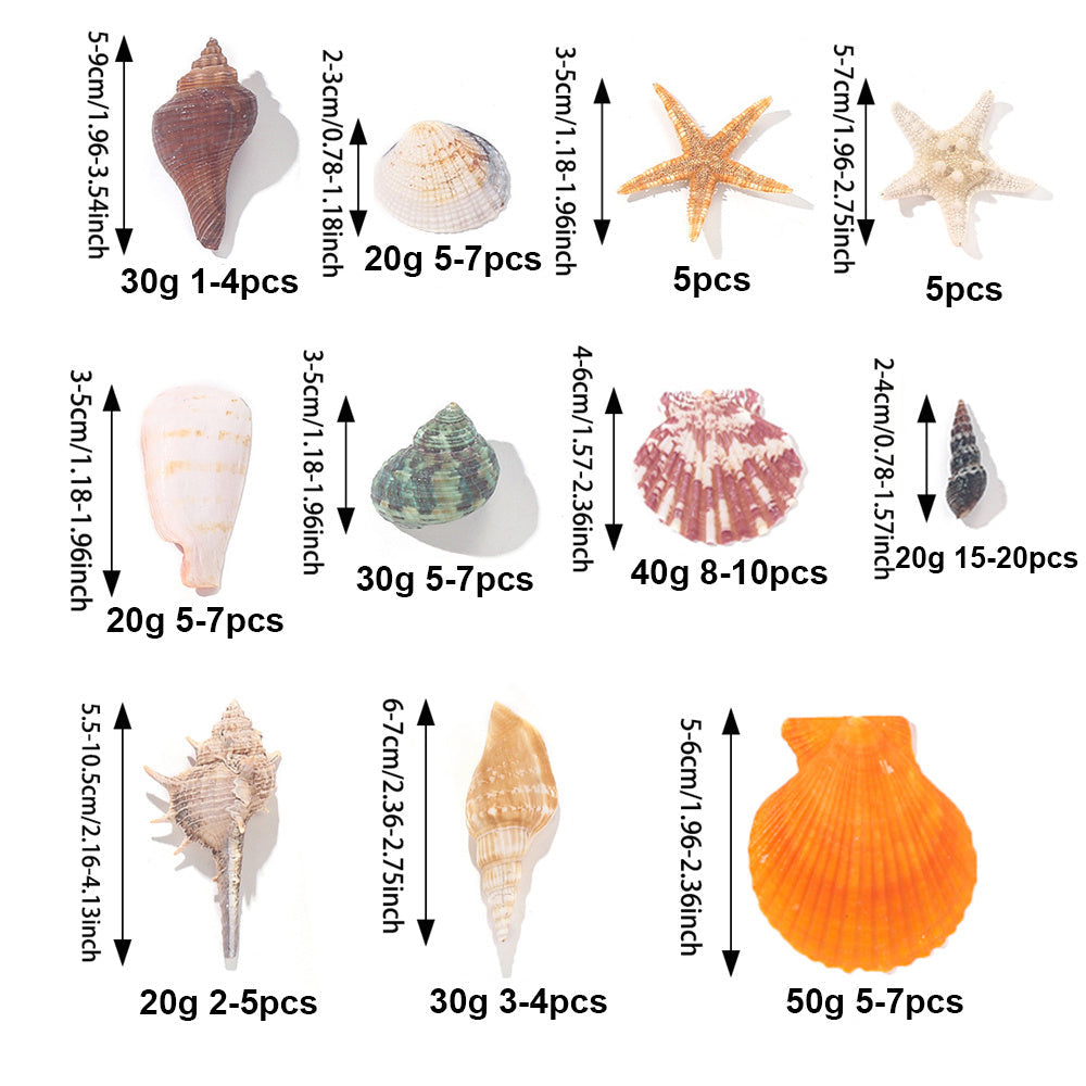 Natural Mixed Seashell and Starfish Set
