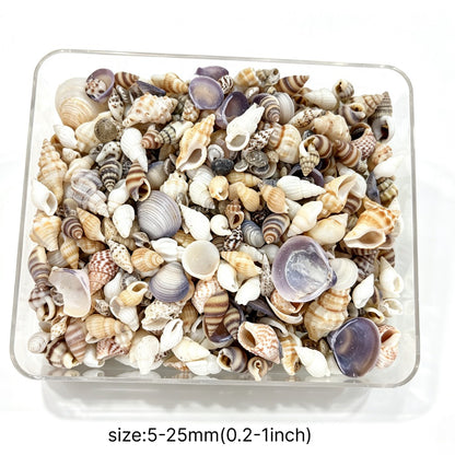 2 Bottles Mini Natural Shell Conch Beads Set