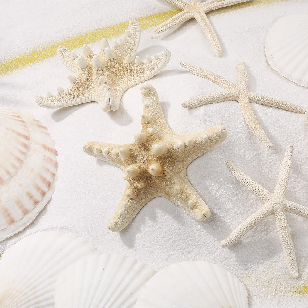 Natural Seashell and Starfish Mix