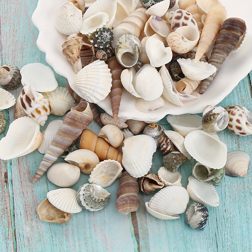100g Mixed Natural Shell Conch Beads