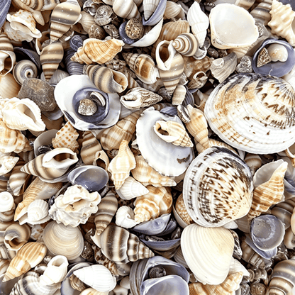 2 Bottles Mini Natural Shell Conch Beads Set