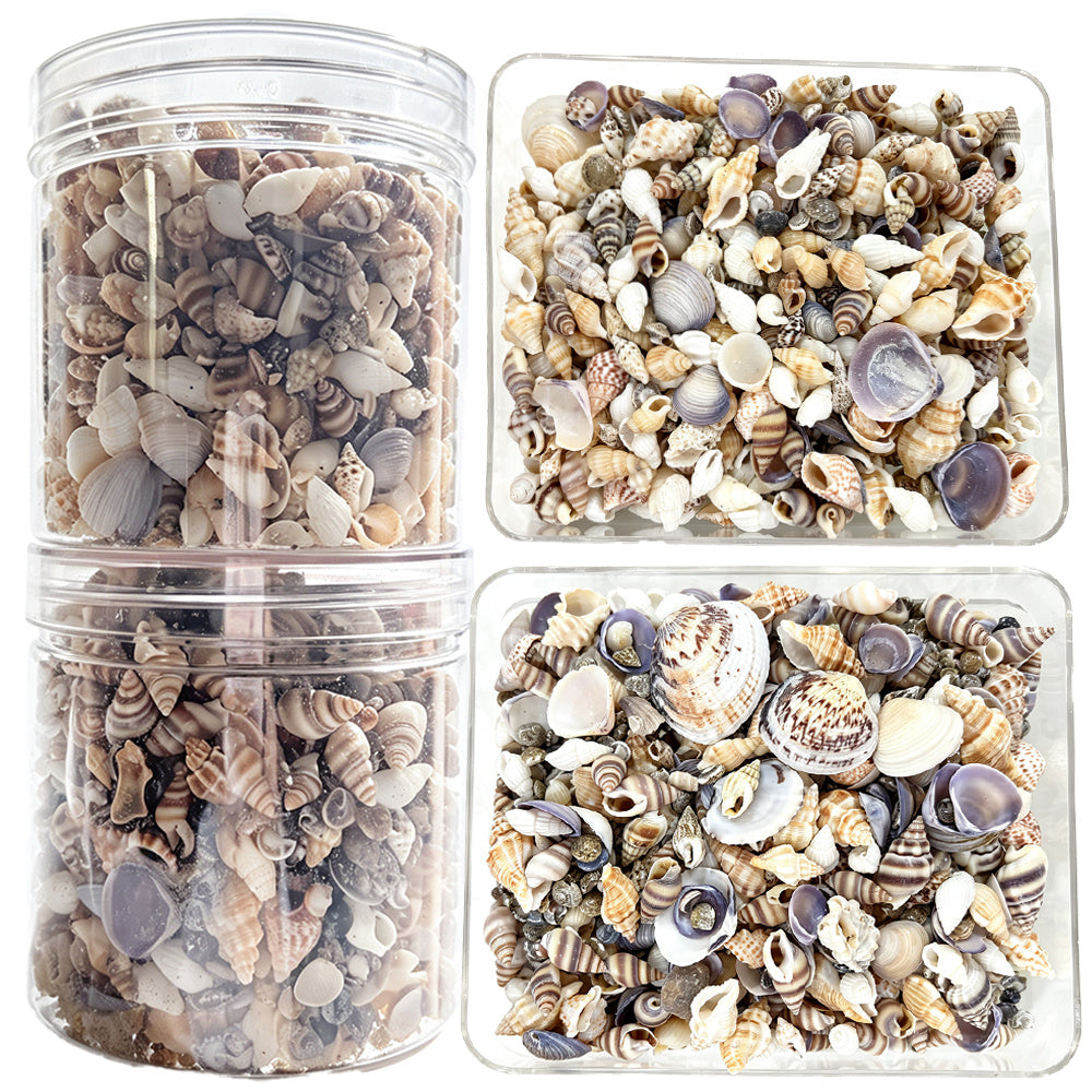 2 Bottles Mini Natural Shell Conch Beads Set