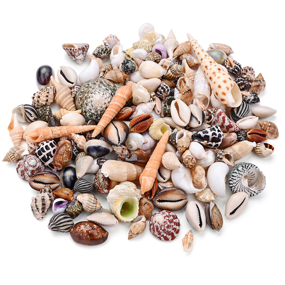 100g/Box Mixed Decorative Shell Set