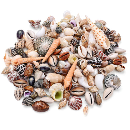100g/Box Mixed Decorative Shell Set