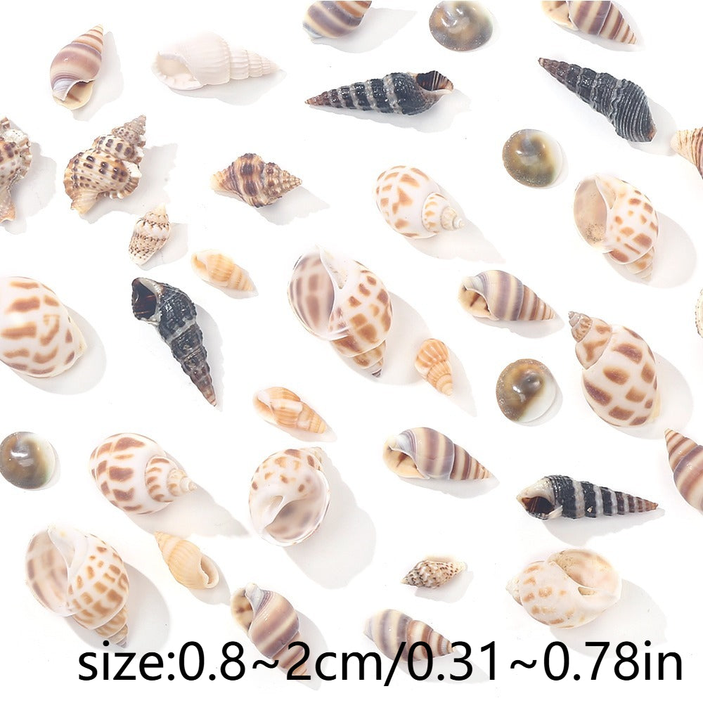 Natural Spiral Seashells for Crafts and Decoration