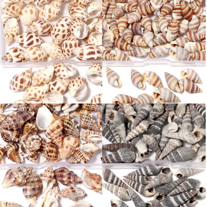 Natural Spiral Seashells for Crafts and Decoration