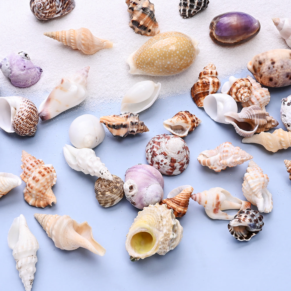 100g/Box Mixed Decorative Shell Set