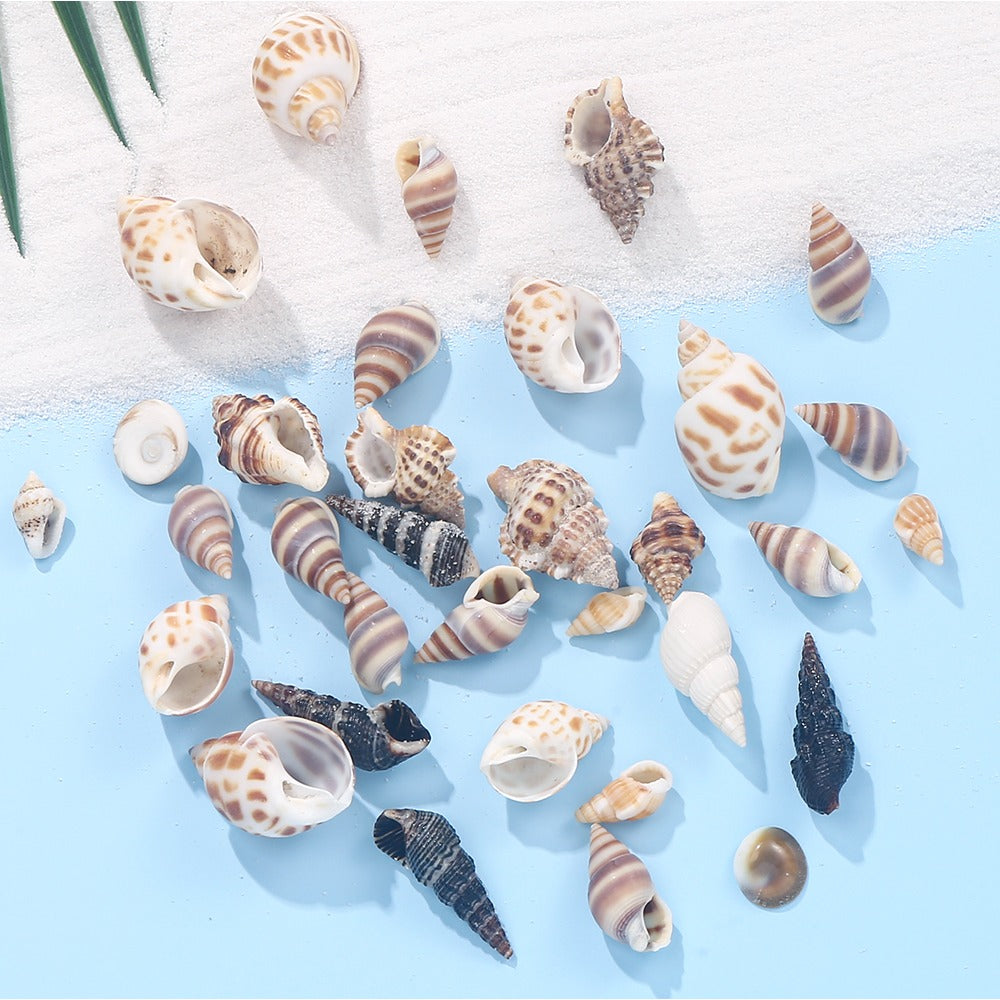 Natural Spiral Seashells for Crafts and Decoration