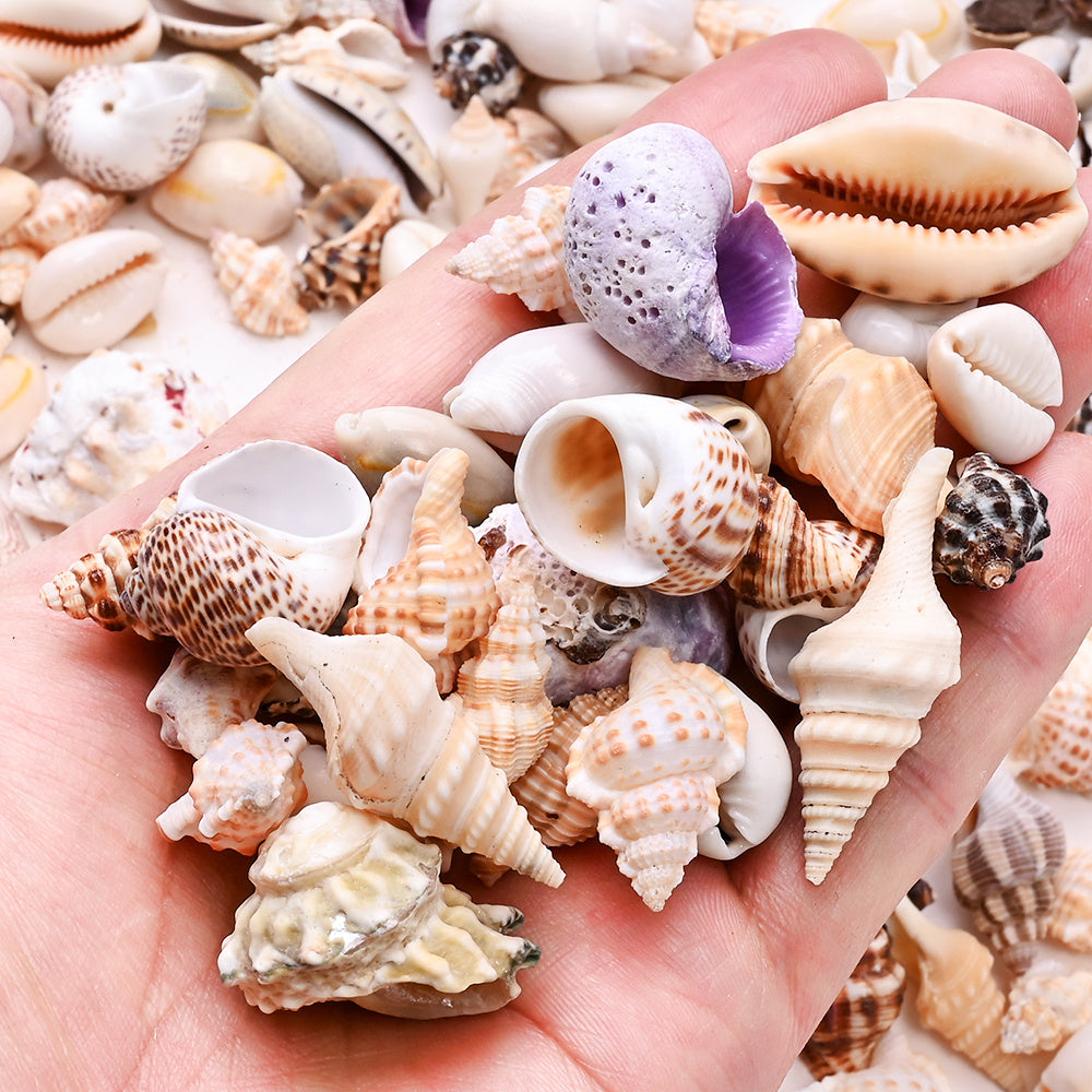 100g/Box Mixed Decorative Shell Set
