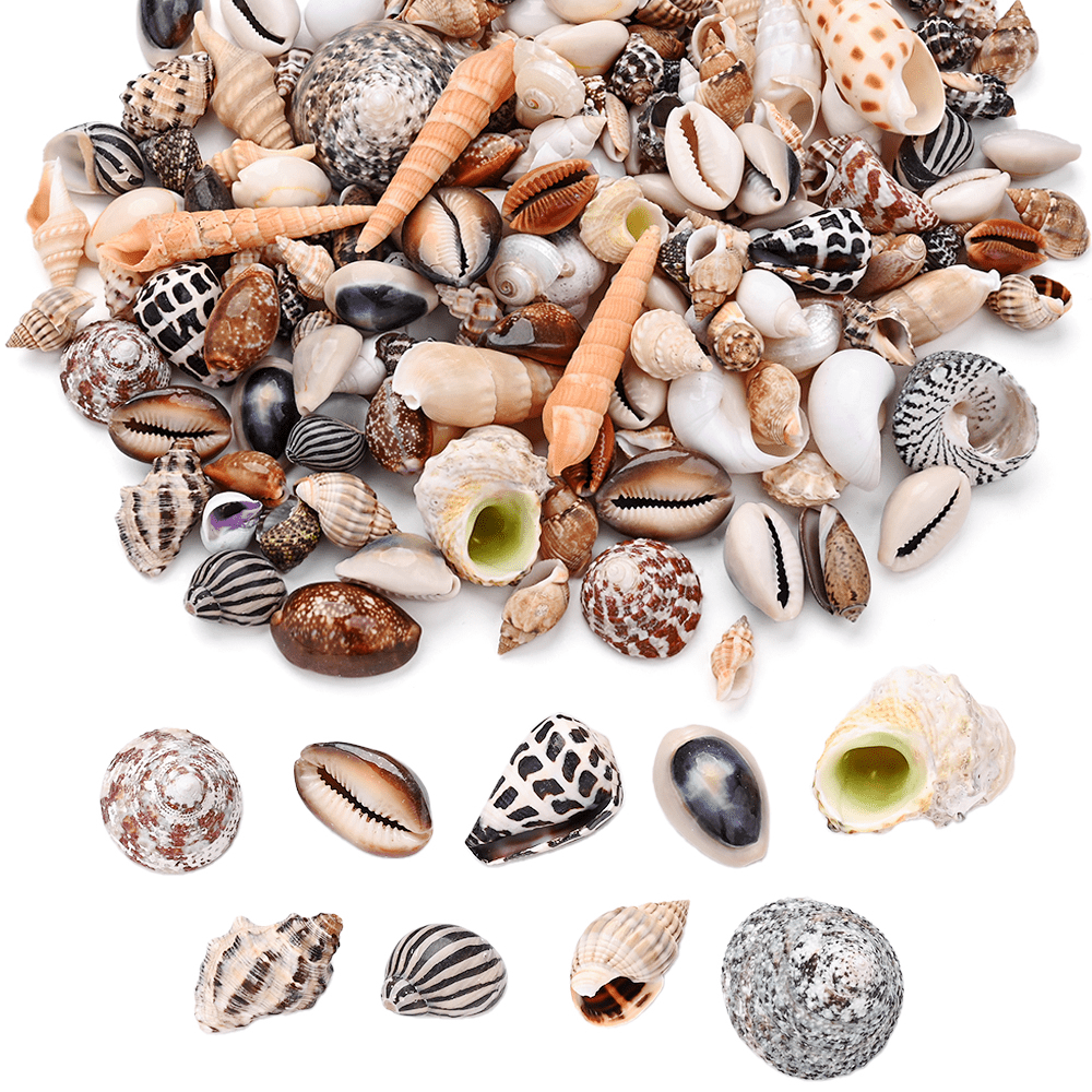 100g/Box Mixed Decorative Shell Set