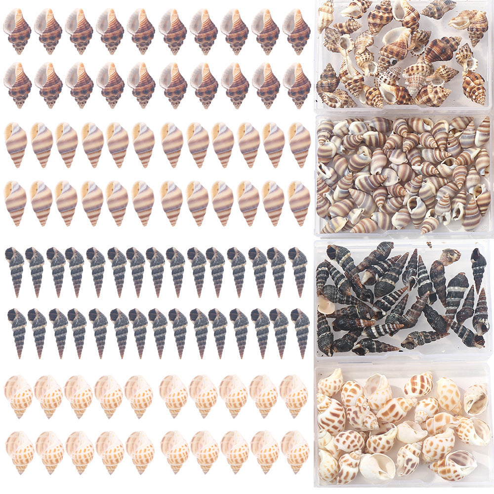 Natural Spiral Seashells for Crafts and Decoration
