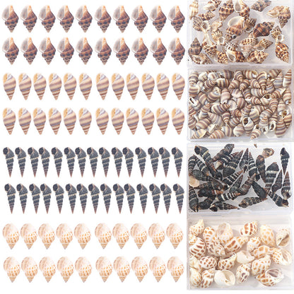 Natural Spiral Seashells for Crafts and Decoration