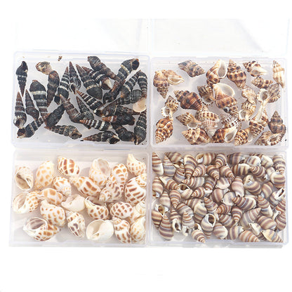 Natural Spiral Seashells for Crafts and Decoration