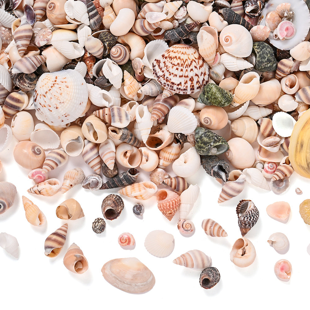 300g Mini Shell Conch Beads