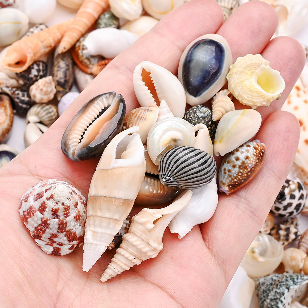 100g/Box Mixed Decorative Shell Set