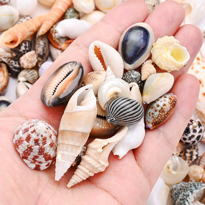 100g/Box Mixed Decorative Shell Set