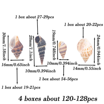 Natural Spiral Seashells for Crafts and Decoration