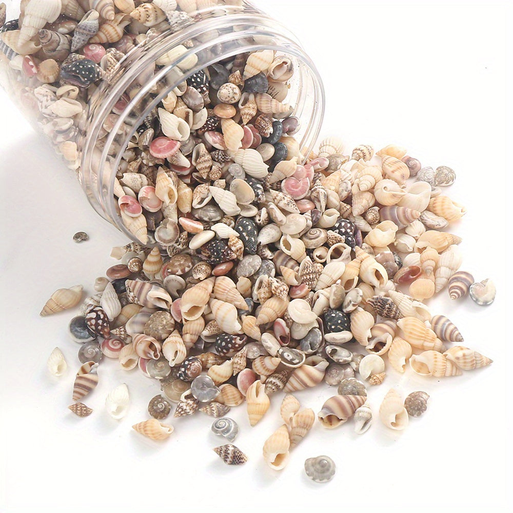 740-1000 pcs Mini Natural Seashells