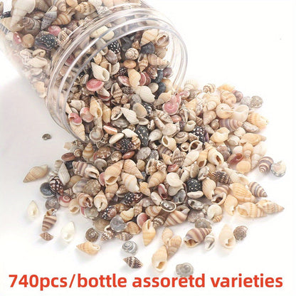 740-1000 pcs Mini Natural Seashells