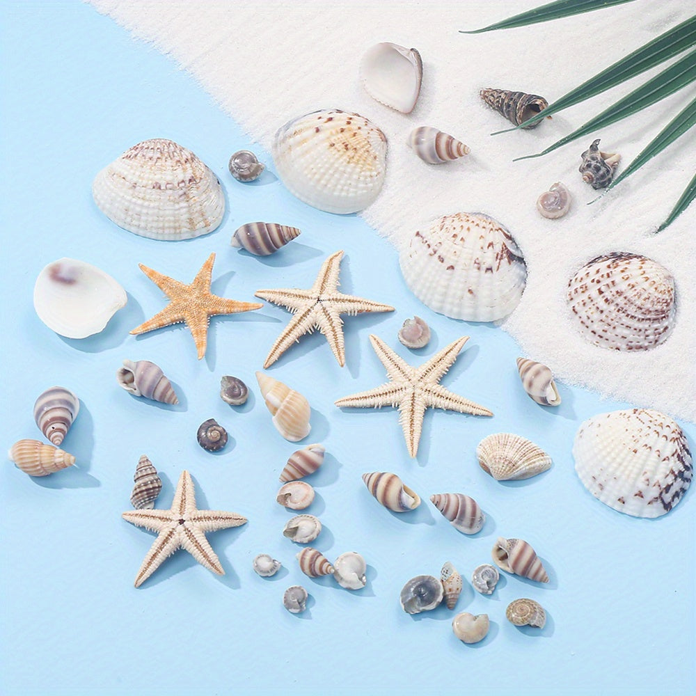 740-1000 pcs Mini Natural Seashells