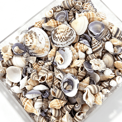 2 Bottles Mini Natural Shell Conch Beads Set