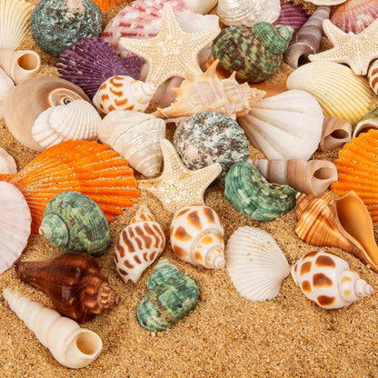 Natural Mixed Seashell and Starfish Set