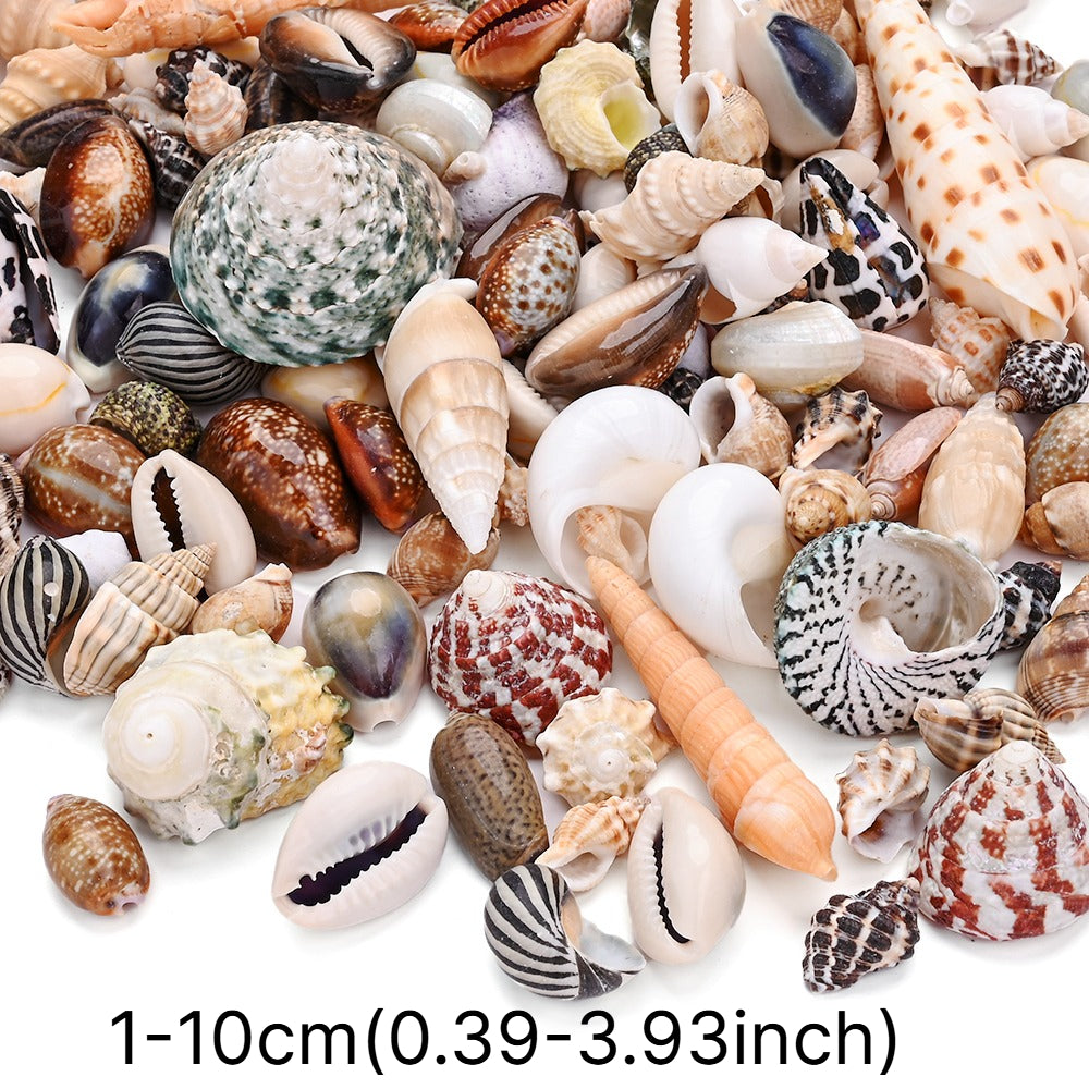 100g/Box Mixed Decorative Shell Set